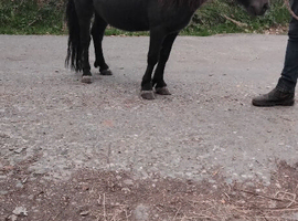 Black gelding