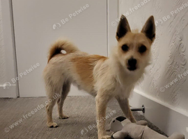 Jack Russell