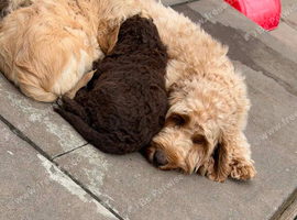 4 stunning puppys