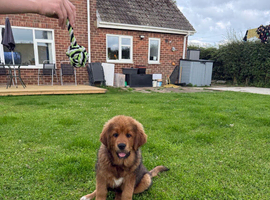 Beautiful puppies for sale