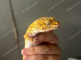 2 geckos