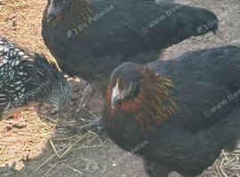 French Black Copper Maran female chickens