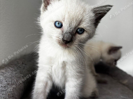 Ragdoll x Russian blue for sale kittens and mum