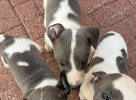 Beautiful pure whippet puppies for sale