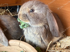 Stunning pure bred French lop babies