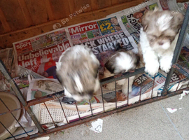 Pure Bred Shih Tsu boy puppies