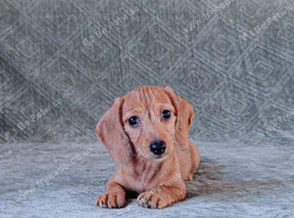 Miniature Dachshund Puppies