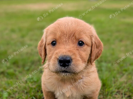 KC Working Golden Retriever Dog Puppy