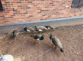 Lots of peahens and peacocks ready to go to new homes.
