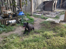 Patterdale terrier bitch