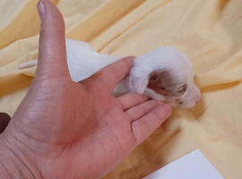 Mini Dachshund GIRL...ready NOW