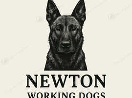 Dog training K9