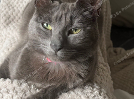 Beautiful Russian Blue mix