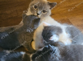 British shorthair x