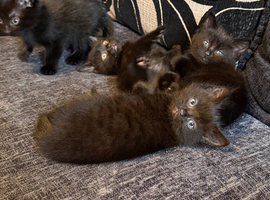 Black Kittens