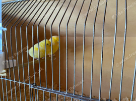 Pair of fife canary&rsquo;s