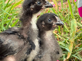 Broody Orpington Hen with 3 Female Rhode Rock Growers