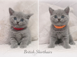 British short haired kittens for sale