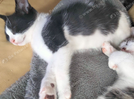 BEAUTIFUL KITTENS males and females