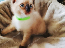 4 beutiful kittens :) looking forever homes