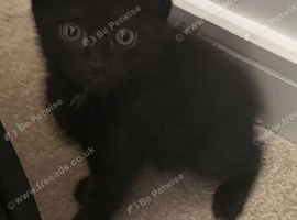Kittens ready to go 1 left
