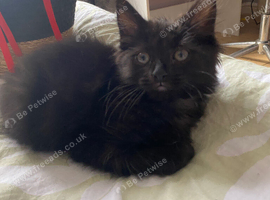 Female fluffy friendly black kitten