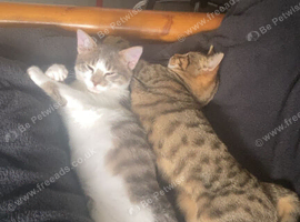 2 kittens to a good home