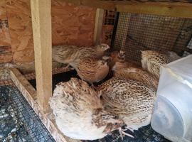 italian coturnix sparkly quails - jumbo