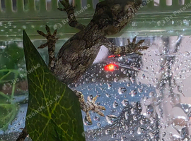 Baby gargoyle geckos