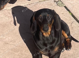 Miniature dachshund