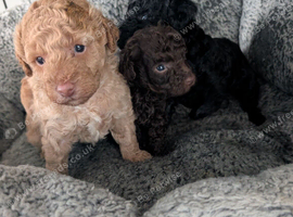 Toy poodle puppy's