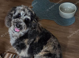 Miniture mearl poodle
