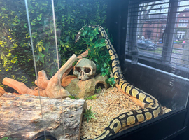 Ball python