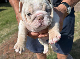 Stunning Rare silver/ lilac Bulldog Puppies