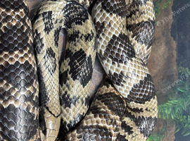 Adult female hypo false water cobra proven