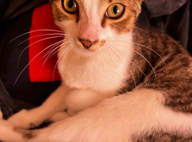 Tabby Kitten