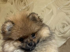 Beautiful KC Pomeranian Puppies - 1 Boy & 1 Girl - 8 Weeks Old