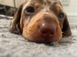 Dachshund puppies for sale