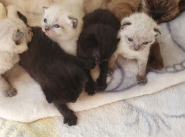5 beautiful siamese cross burmese kittens