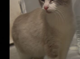 Adult Cross ragdoll male