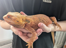 Red bearded dragon with vivarium
