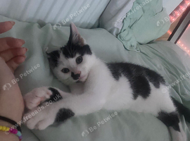 14 week old kitten ellie looking for home asap