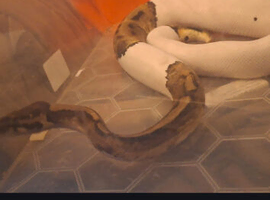 Snake ball python