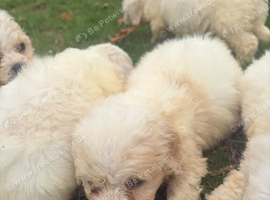 Cavapoochon puppies
