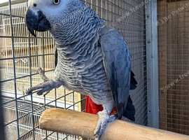 African grey parrot