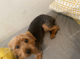 Beautiful Yorkshire terrier Boy Henri