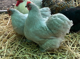 Lavender pekins POL hens