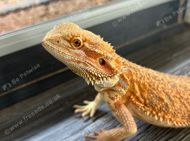 Female orange citrus bearded dragon