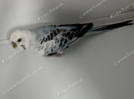 Baby budgies