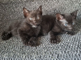 Kittens